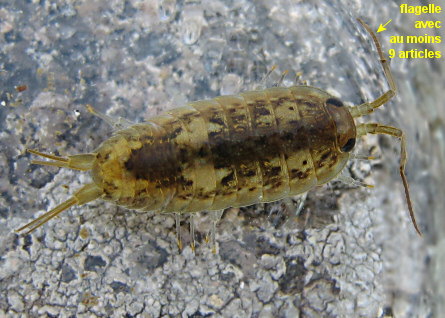 Ligia oceanica