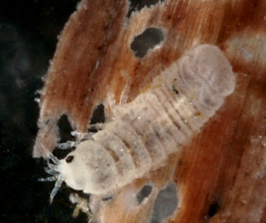 Limnoria quadripunctata