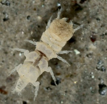 Paragnathia formica