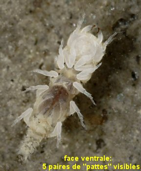 Paragnathia formica
