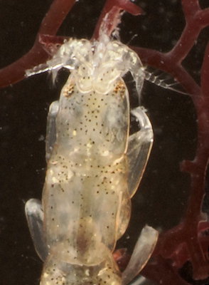 Paranthura nigropunctata