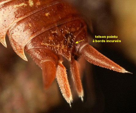 Philoscia muscorum