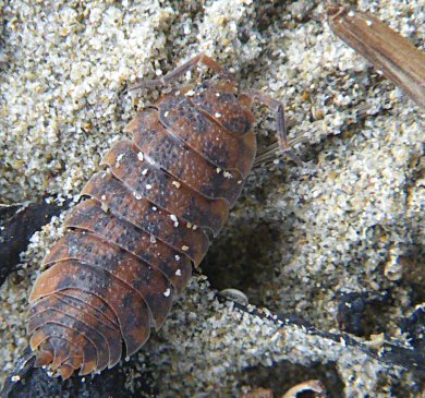 Porcellio scaber