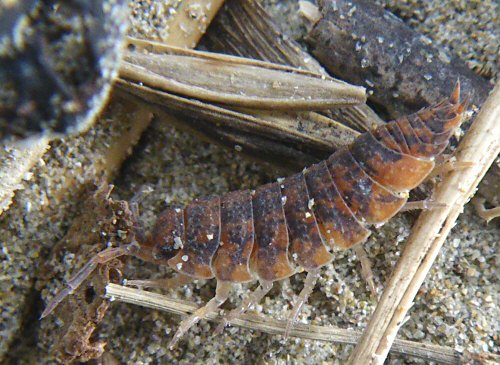 Porcellio scaber