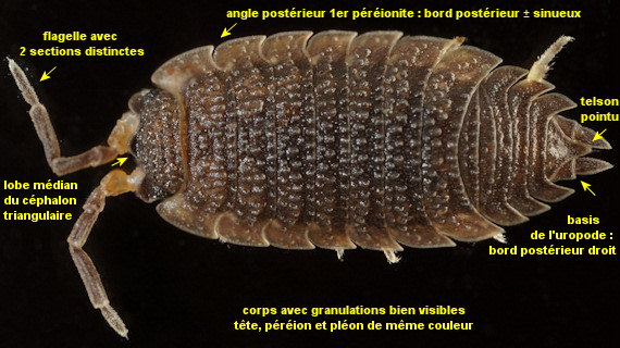 Porcellio scaber