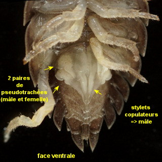 Porcellio scaber