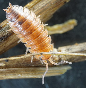 Porcellio scaber