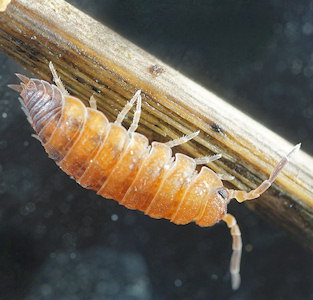 Porcellio scaber