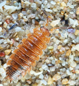 Porcellio scaber