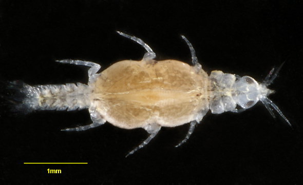 Paragnathia formica