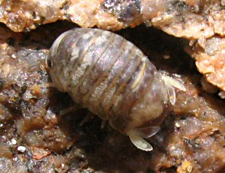 Sphaeroma serratum