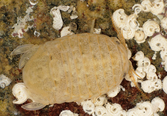 Sphaeroma serratum