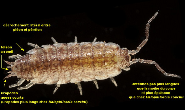 Stenophiloscia glarearum