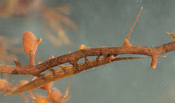 Stenosoma acuminatum