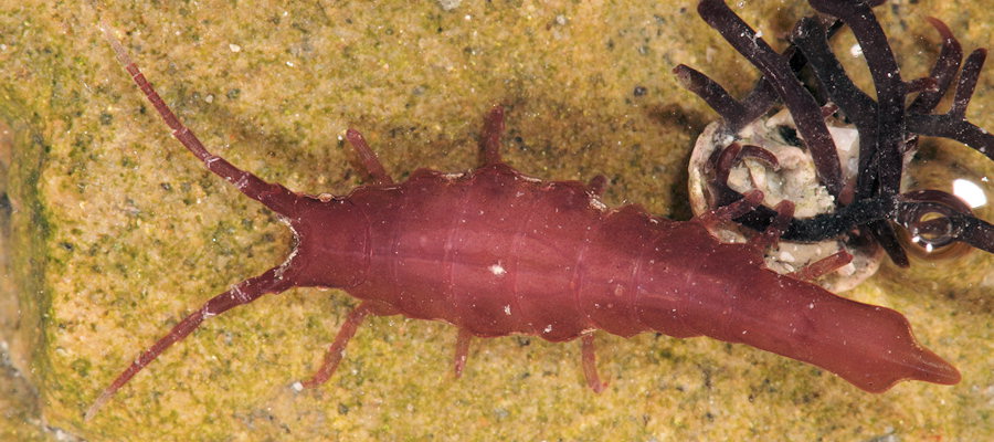 Stenosoma lancifer