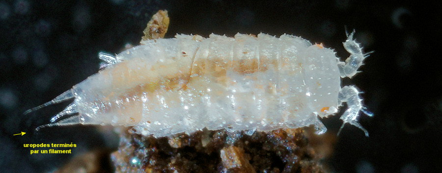 Trichoniscoides saeroeensis