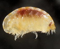 lysianassidae
