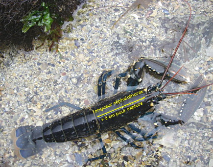 Homarus gammarus