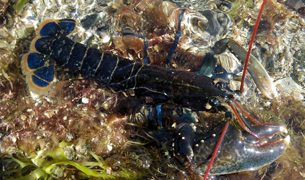 Homarus gammarus