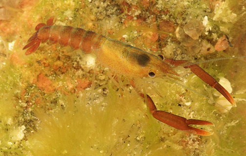 Homarus gammarus juvnile