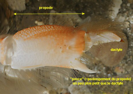 Upogebia deltaura