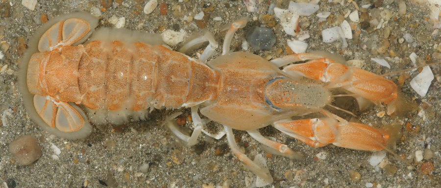 Upogebia deltaura