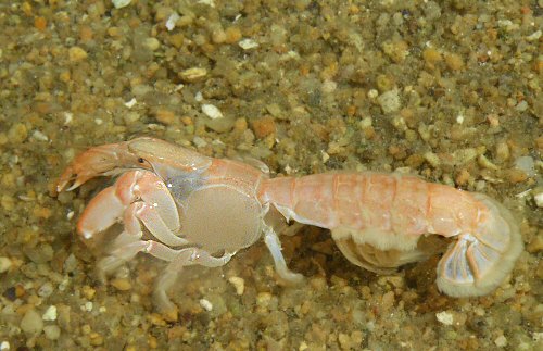 Upogebia deltaura