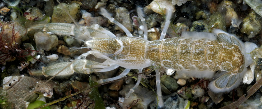 Upogebia pusilla