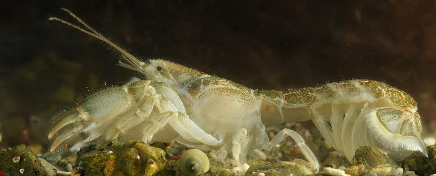 Upogebia pusilla