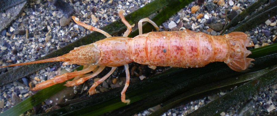 Upogebia stellata