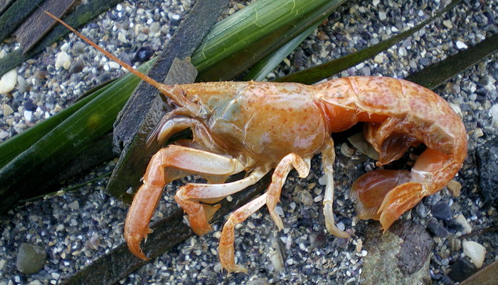 Upogebia stellata