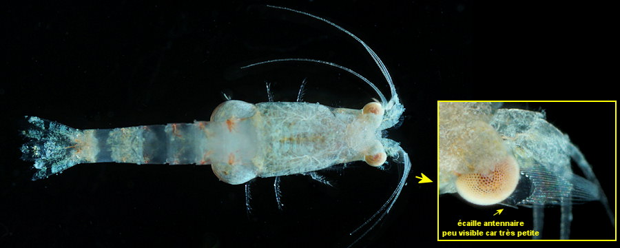 Anchialina agilis