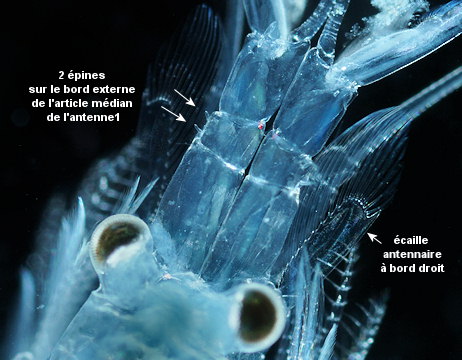 Gastrosaccus roscoffensis