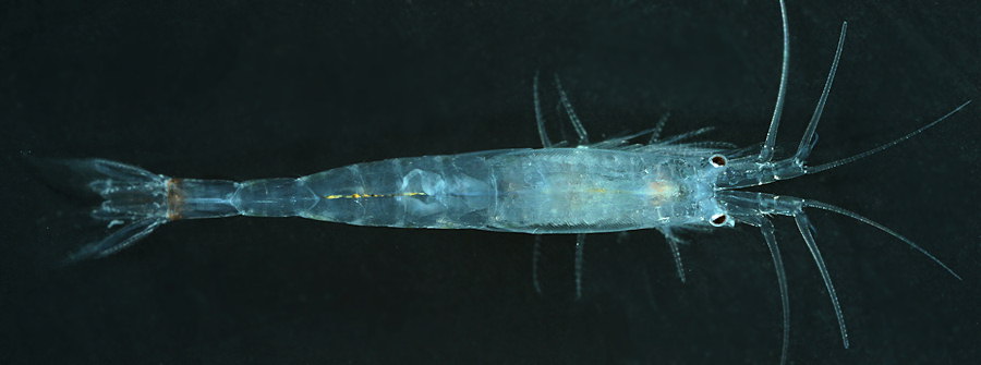 Gastrosaccus spinifer