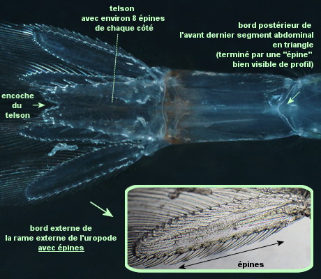 Gastrosaccus spinifer