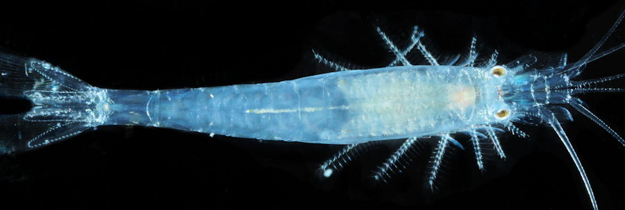 Haplostylus lobatus