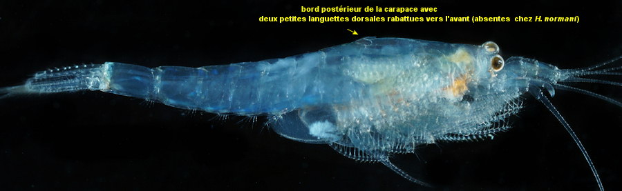 Haplostylus lobatus