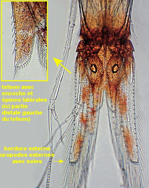 Hemimysis lamornae