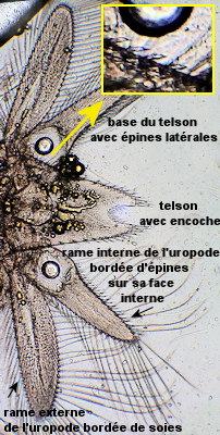 Heteromysis armoricana