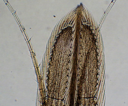 Leptomysis mediterranea