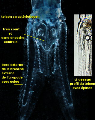 Mesopodopsis slabberi