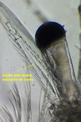 Mesopodopsis slabberi