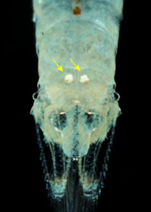 Mysidopsis gibbosa