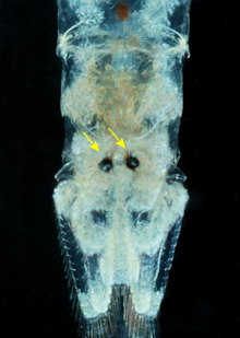 Mysidopsis gibbosa