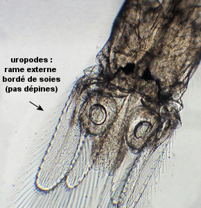 Mysidopsis gibbosa