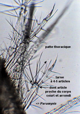 Paramysis bacescoi