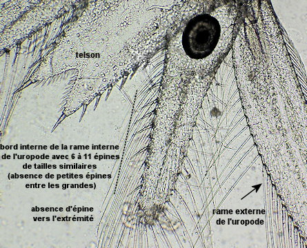 Paramysis bacescoi