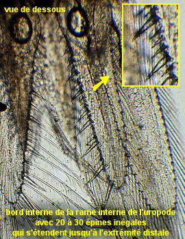 Paramysis portzicensis