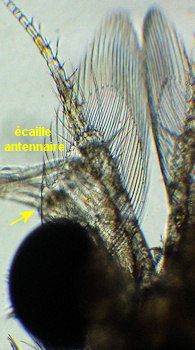 Paramysis portzicensis