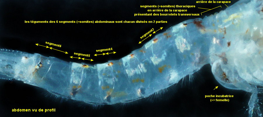 Paramysis portzicensis